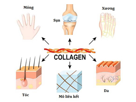 Cẩm nang chọn Collagen